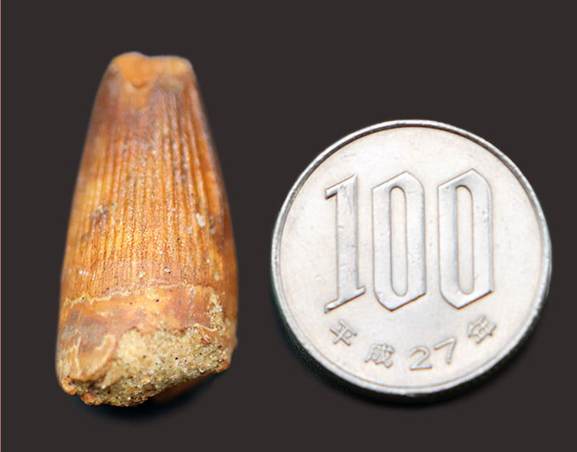恐竜の歯化石のファースコレクションにいかがでしょうか?スピノサウルス(Spinosaurus)の歯化石(その7)