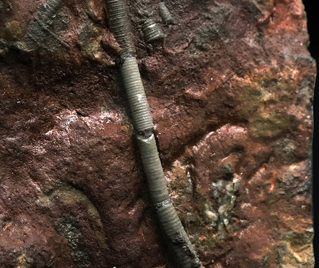 化石 サイフォクリニテス・エレガンス [CR240] ウミユリ 大型かつ上質、文字通りエレガントな触手が特徴！浮遊型の