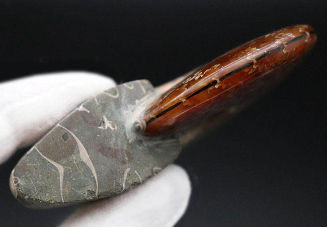 丁寧に磨かれた中生代白亜紀のアンモナイト、縫合線が見えるクレオニセラス（Cleoniceras）の化石（その10）