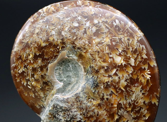 丁寧に磨かれた中生代白亜紀のアンモナイト、縫合線が見えるクレオニセラス（Cleoniceras）の化石（その3）