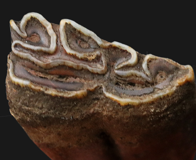 ズッシリ！およそ１万年前の米国フロリダに生息していた古代の馬、エクウス（Equus）の歯化石（その1）