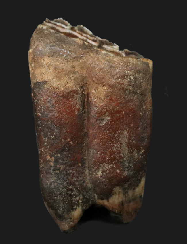 ズッシリ！およそ１万年前の米国フロリダに生息していた古代の馬、エクウス（Equus）の歯化石（その2）