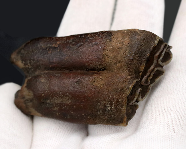 ズッシリ！およそ１万年前の米国フロリダに生息していた古代の馬、エクウス（Equus）の歯化石（その3）