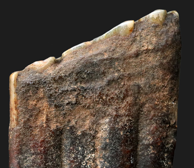 ズッシリ！およそ１万年前の米国フロリダに生息していた古代の馬、エクウス（Equus）の歯化石（その6）