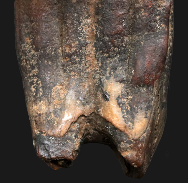 ズッシリ！およそ１万年前の米国フロリダに生息していた古代の馬、エクウス（Equus）の歯化石（その7）