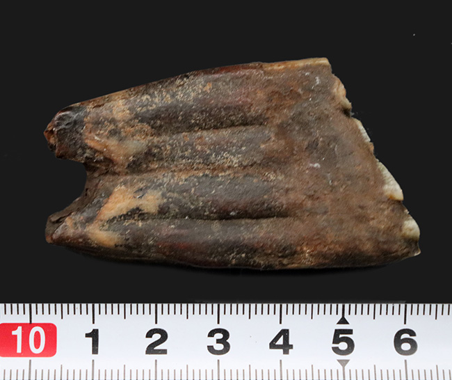 ズッシリ！およそ１万年前の米国フロリダに生息していた古代の馬、エクウス（Equus）の歯化石（その8）