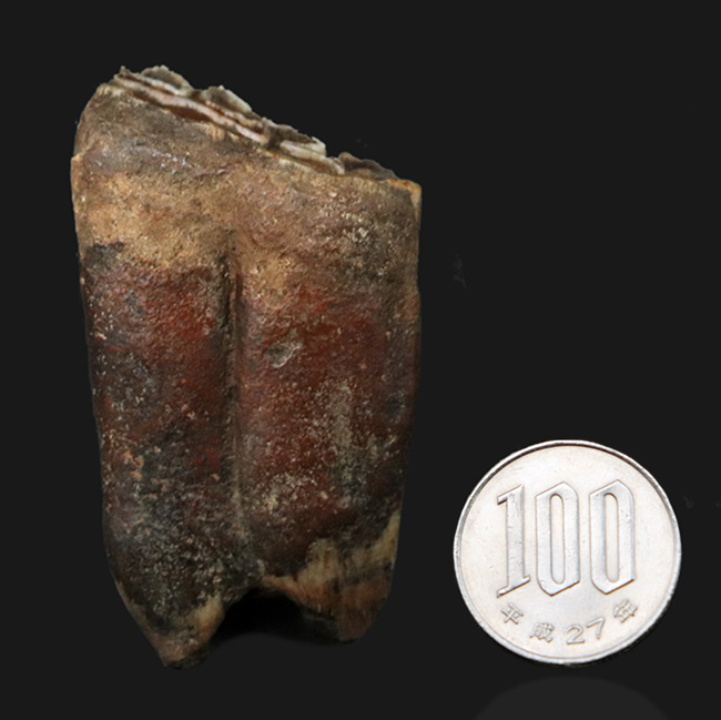ズッシリ！およそ１万年前の米国フロリダに生息していた古代の馬、エクウス（Equus）の歯化石（その9）