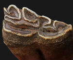 ズッシリ！およそ１万年前の米国フロリダに生息していた古代の馬、エクウス（Equus）の歯化石