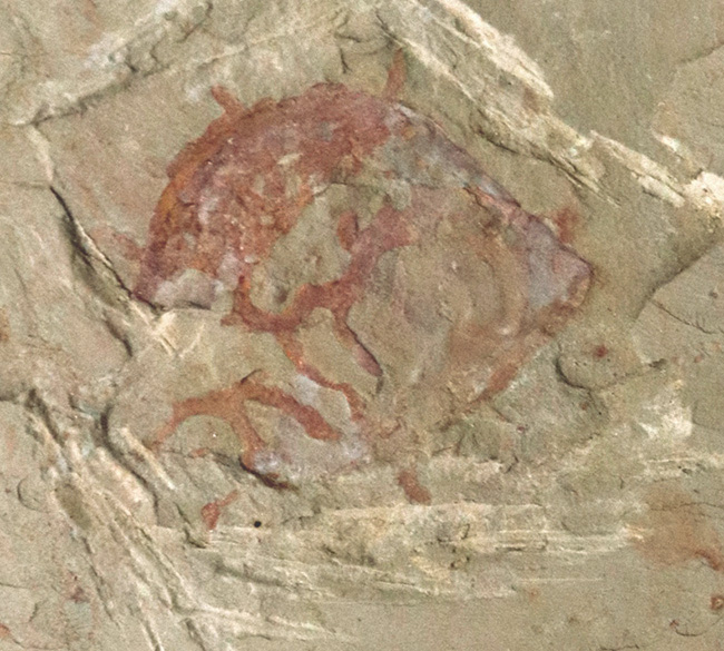 カンブリアモンスターのなかでも希少種!5億年以上前の、奇々怪々な生物、ブランキオカリス(Branchiocaris yunnanensis)の化石(その3)