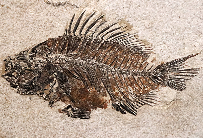 美品、自然が作り出したアート!約4000万年前の絶滅古代魚、ベリーレアな存在、プリスカカラ(Priscacara)の化石(その1)