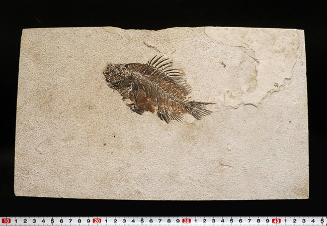 美品、自然が作り出したアート!約4000万年前の絶滅古代魚、ベリーレアな存在、プリスカカラ(Priscacara)の化石(その10)
