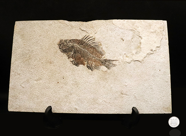 美品、自然が作り出したアート!約4000万年前の絶滅古代魚、ベリーレアな存在、プリスカカラ(Priscacara)の化石(その11)
