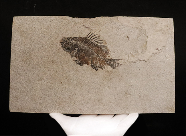 美品、自然が作り出したアート!約4000万年前の絶滅古代魚、ベリーレアな存在、プリスカカラ(Priscacara)の化石(その2)