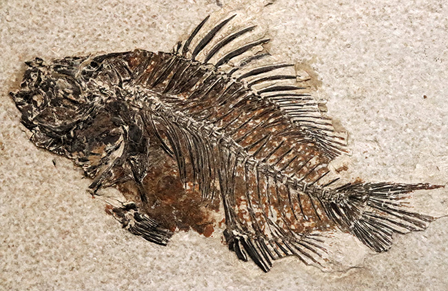 美品、自然が作り出したアート!約4000万年前の絶滅古代魚、ベリーレアな存在、プリスカカラ(Priscacara)の化石(その3)