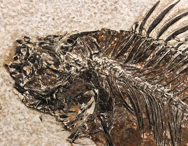 美品、自然が作り出したアート!約4000万年前の絶滅古代魚、ベリーレアな存在、プリスカカラ(Priscacara)の化石(その4)