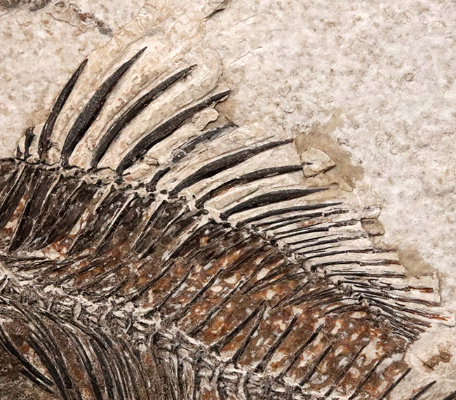 美品、自然が作り出したアート!約4000万年前の絶滅古代魚、ベリーレアな存在、プリスカカラ(Priscacara)の化石(その5)