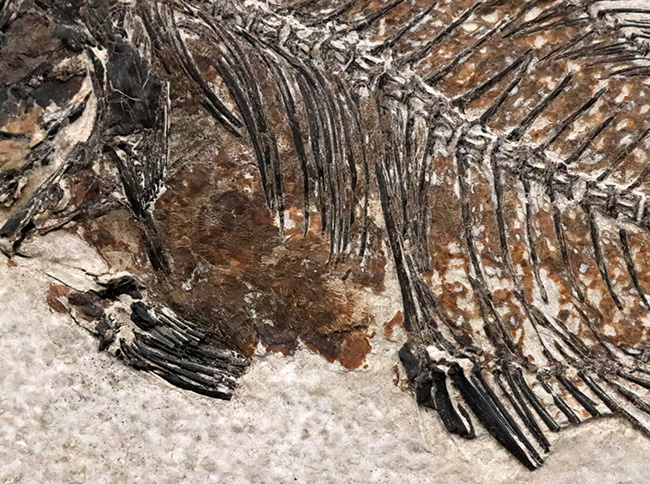 美品、自然が作り出したアート!約4000万年前の絶滅古代魚、ベリーレアな存在、プリスカカラ(Priscacara)の化石(その6)