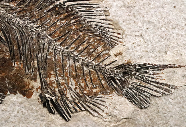 美品、自然が作り出したアート!約4000万年前の絶滅古代魚、ベリーレアな存在、プリスカカラ(Priscacara)の化石(その7)
