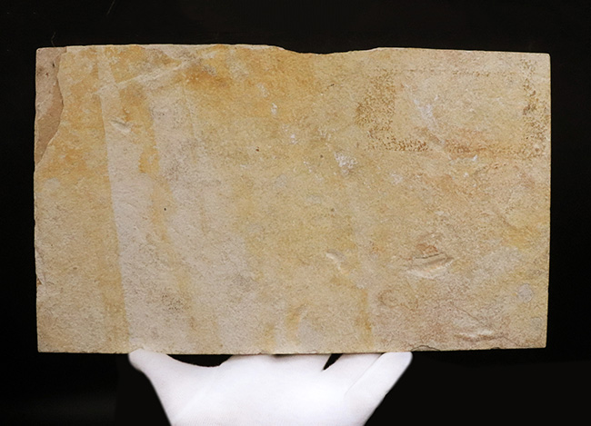 美品、自然が作り出したアート!約4000万年前の絶滅古代魚、ベリーレアな存在、プリスカカラ(Priscacara)の化石(その8)