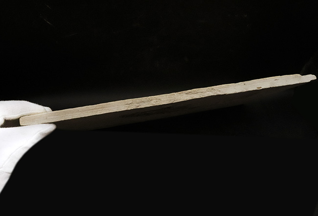 美品、自然が作り出したアート!約4000万年前の絶滅古代魚、ベリーレアな存在、プリスカカラ(Priscacara)の化石(その9)