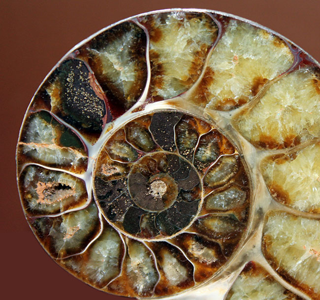 北海道アンモナイト 化石 科学 自由研究 恐竜 発掘 北海道アンモナイト