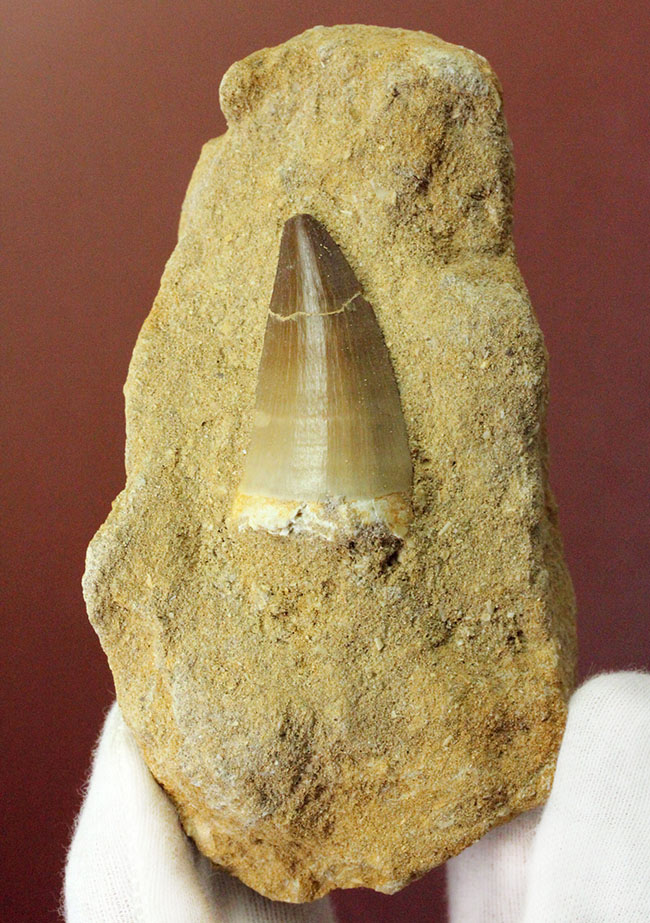 白亜紀最後期の海の支配者、モササウルスの歯化石。母岩付。(その1)