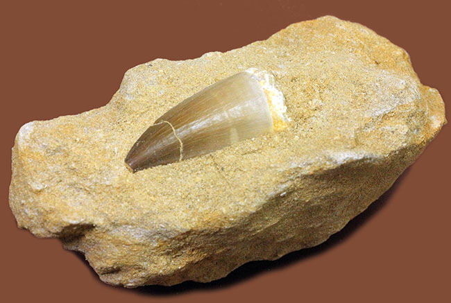 白亜紀最後期の海の支配者、モササウルスの歯化石。母岩付。（その2）