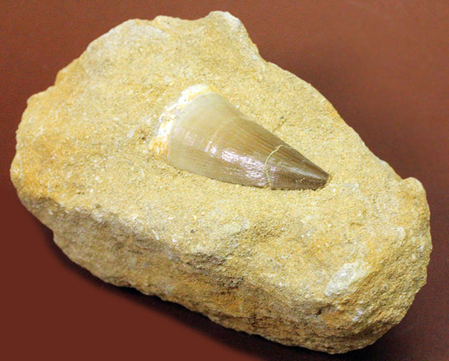 白亜紀最後期の海の支配者、モササウルスの歯化石。母岩付。（その3）