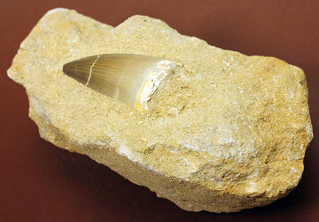 白亜紀最後期の海の支配者、モササウルスの歯化石。母岩付。（その5）