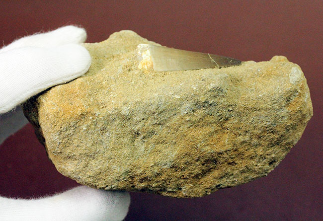 白亜紀最後期の海の支配者、モササウルスの歯化石。母岩付。（その6）