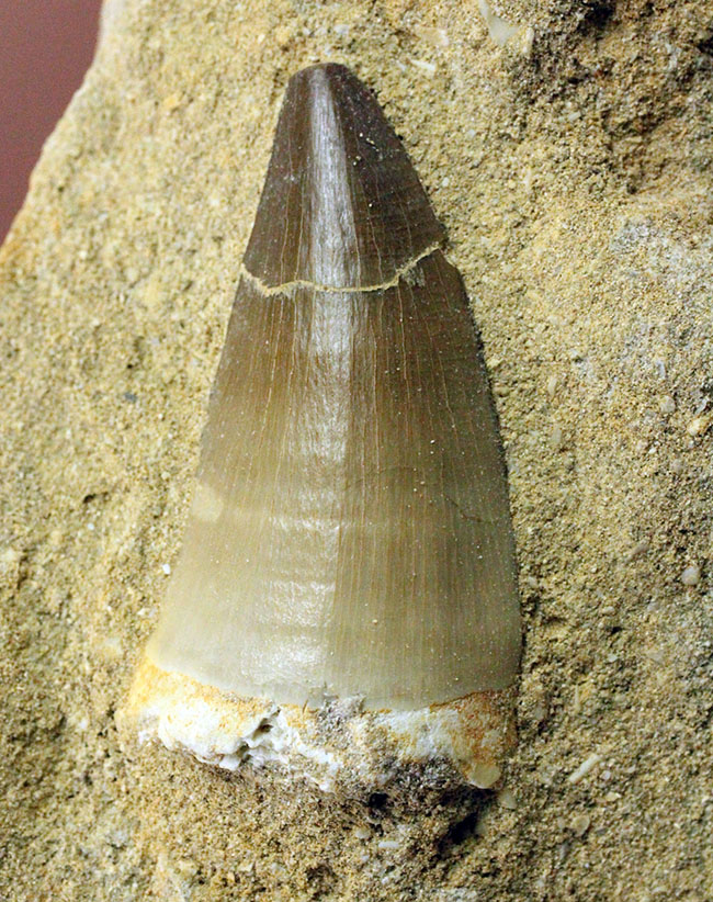 白亜紀最後期の海の支配者、モササウルスの歯化石。母岩付。(その7)