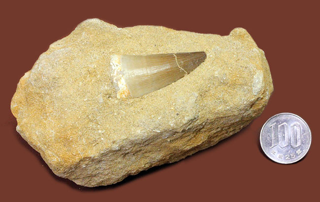 白亜紀最後期の海の支配者、モササウルスの歯化石。母岩付。（その8）