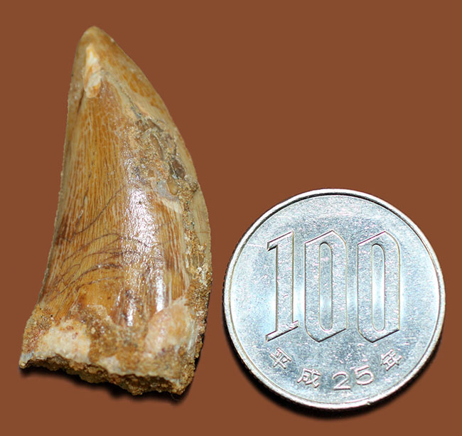 部分的にパーフェクトな保存状態を示す、白亜紀の北アフリカの雄、カルカロドントサウルスの歯化石（その10）