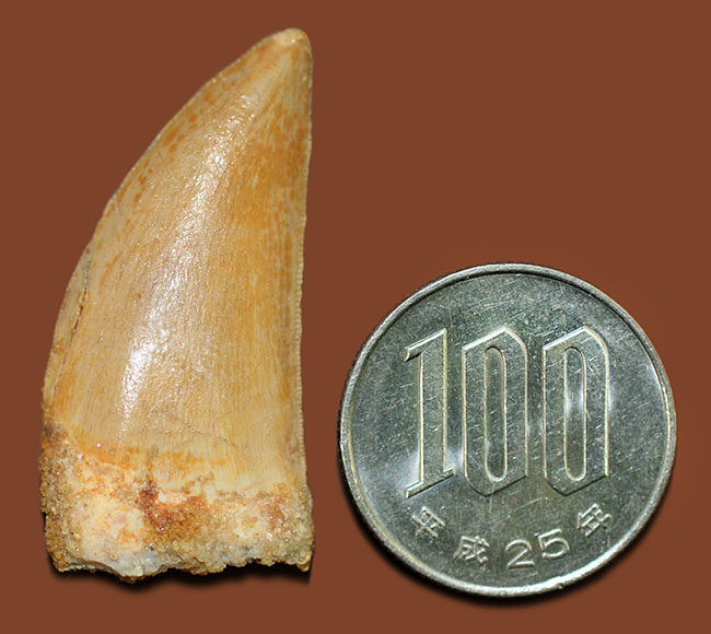 部分的にパーフェクトな保存状態を示す、白亜紀の北アフリカの雄、カルカロドントサウルスの歯化石（その11）