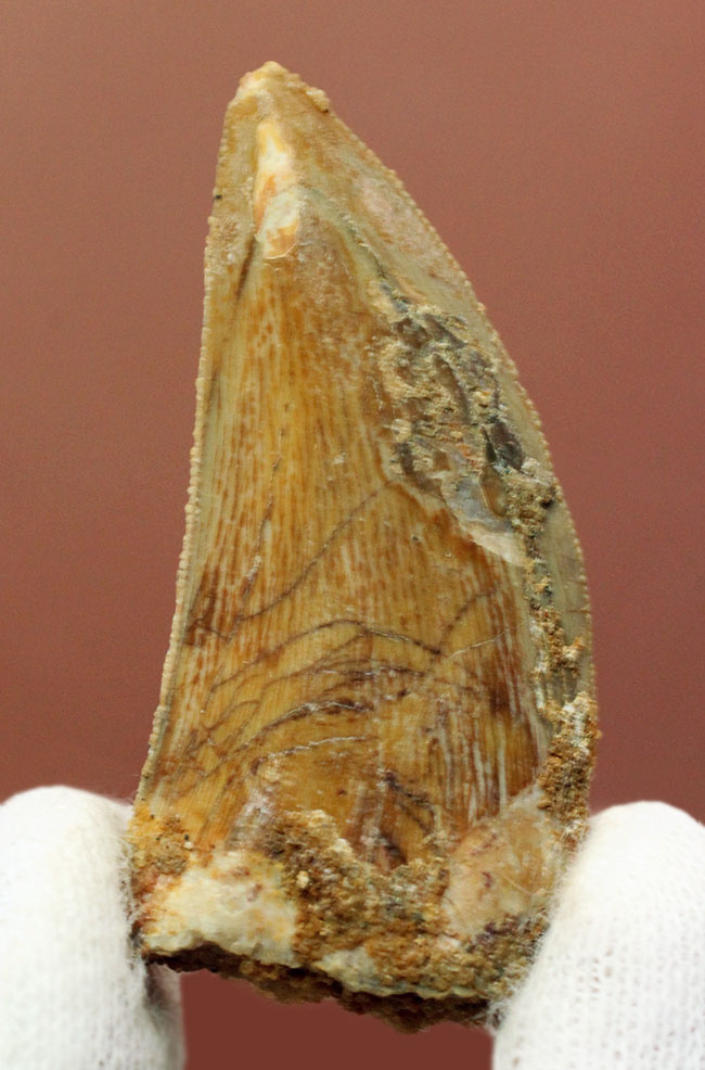 部分的にパーフェクトな保存状態を示す、白亜紀の北アフリカの雄、カルカロドントサウルスの歯化石（その3）