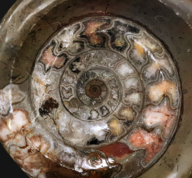 インテリアとしても秀逸！コーラルピンクが見られる、カラフルで良質なゴニアタイト（Goniatite）（その1）