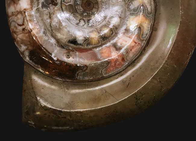 インテリアとしても秀逸！コーラルピンクが見られる、カラフルで良質なゴニアタイト（Goniatite）（その2）