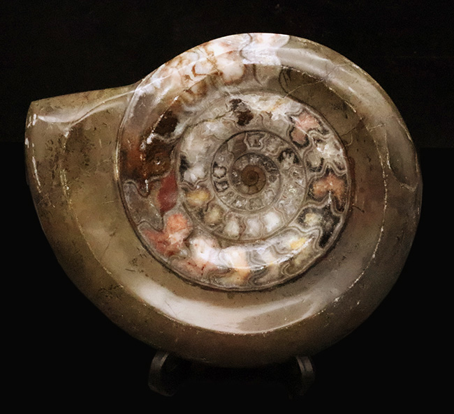 インテリアとしても秀逸！コーラルピンクが見られる、カラフルで良質なゴニアタイト（Goniatite）（その3）