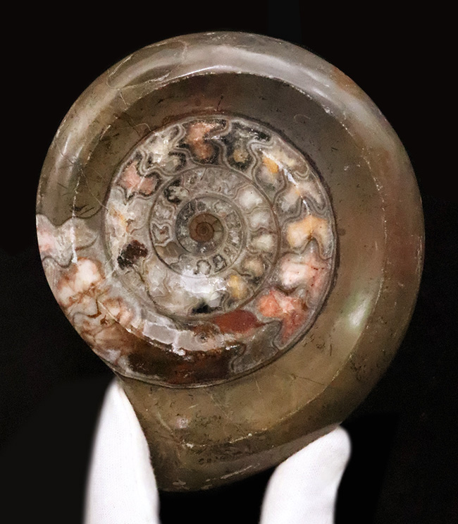 インテリアとしても秀逸！コーラルピンクが見られる、カラフルで良質なゴニアタイト（Goniatite）（その4）