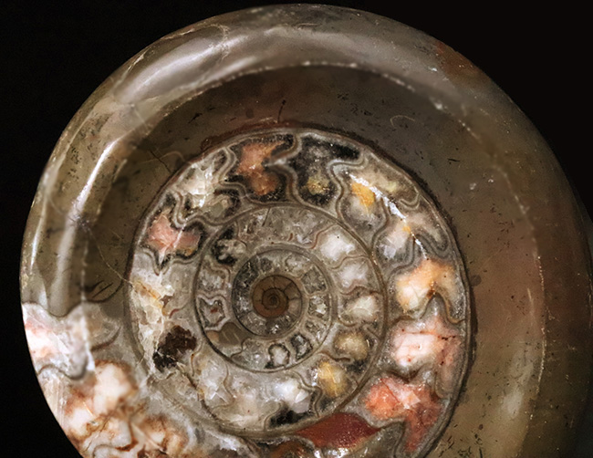 インテリアとしても秀逸！コーラルピンクが見られる、カラフルで良質なゴニアタイト（Goniatite）（その5）