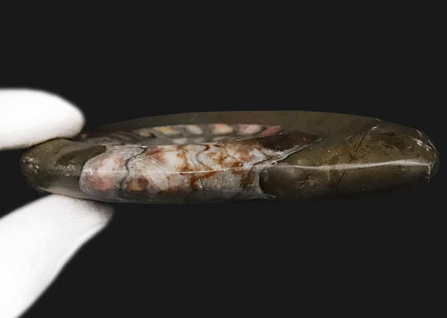 インテリアとしても秀逸！コーラルピンクが見られる、カラフルで良質なゴニアタイト（Goniatite）（その7）