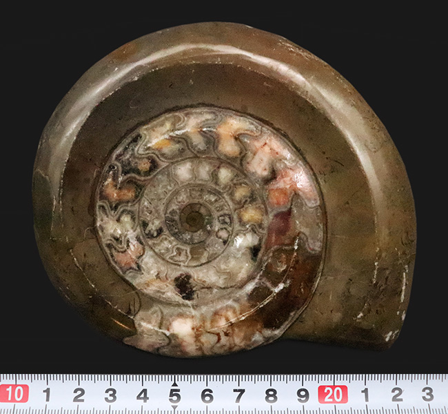 インテリアとしても秀逸！コーラルピンクが見られる、カラフルで良質なゴニアタイト（Goniatite）（その8）