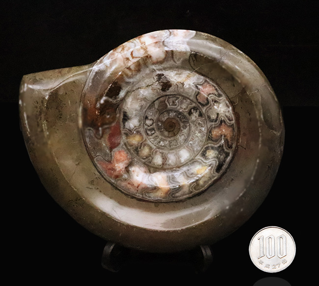 インテリアとしても秀逸！コーラルピンクが見られる、カラフルで良質なゴニアタイト（Goniatite）（その9）