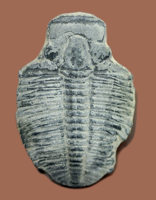 ４センチサイズ。カンブリア紀の三葉虫、エルラシア・キンギ(Elrathia Kingi)（その1）