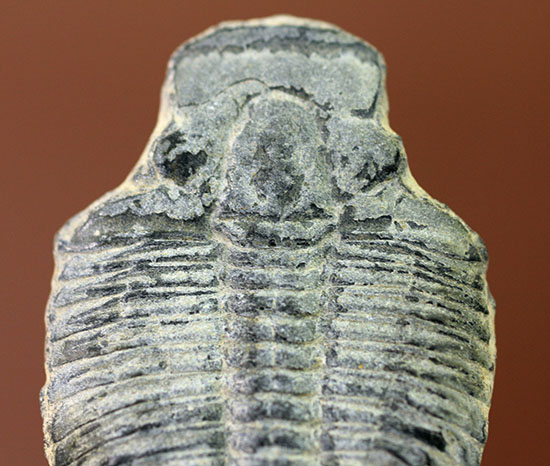 4センチサイズ。カンブリア紀の三葉虫、エルラシア・キンギ(Elrathia Kingi)(その2)