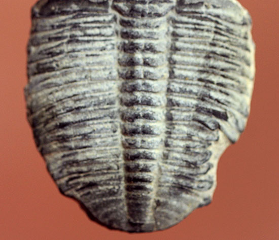 ４センチサイズ。カンブリア紀の三葉虫、エルラシア・キンギ(Elrathia Kingi)（その4）