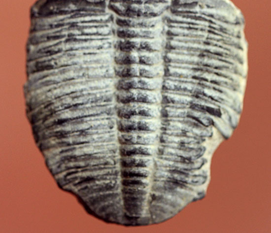 4センチサイズ。カンブリア紀の三葉虫、エルラシア・キンギ(Elrathia Kingi)(その4)