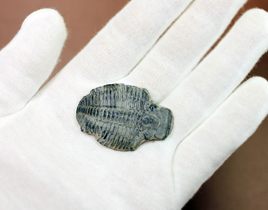 4センチサイズ。カンブリア紀の三葉虫、エルラシア・キンギ(Elrathia Kingi)(その5)