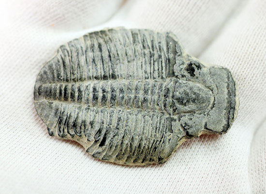 4センチサイズ。カンブリア紀の三葉虫、エルラシア・キンギ(Elrathia Kingi)(その6)