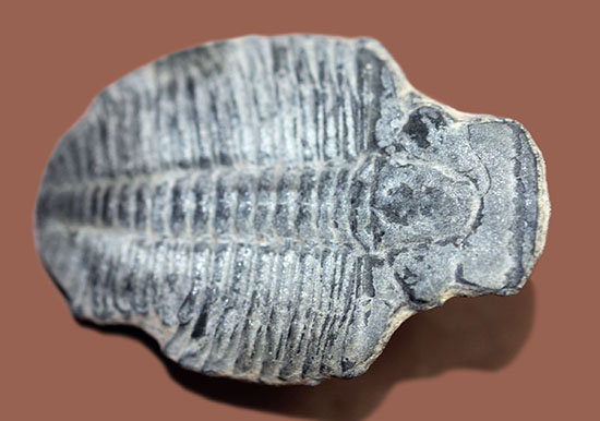 4センチサイズ。カンブリア紀の三葉虫、エルラシア・キンギ(Elrathia Kingi)(その7)